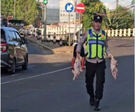 Polisi Sigap Bantu Punguti Ayam Potong Pengendara yang Terjatuh, Wujud Nyata Pelayanan Humanis di Kajen